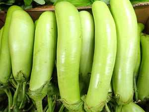 Green Eggplant - Qing Qie 600g - SGWetMarket