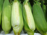 White Sweet Corn - Pai Yu Mi 2pcs - SGWetMarket