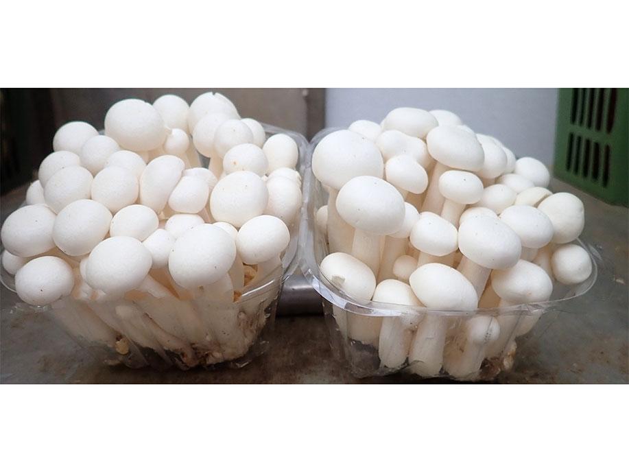 Bunapi Mushroom - Bai Yu Gu 300g - SGWetMarket